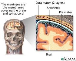 Medical diagram of the membranes covering the brain