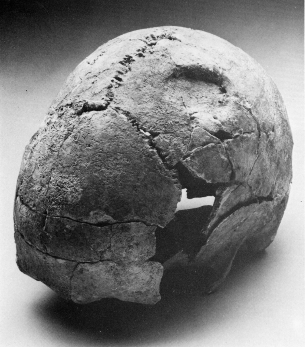 Skull from Grave 561, Weingarten